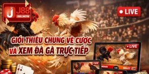 Đá Gà Thomo – Siêu Phẩm Hấp Dẫn